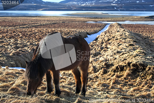 Image of Brown icelandic pony on a meadow