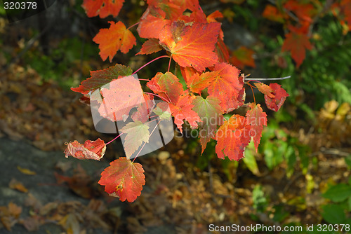 Image of Autumn foliage