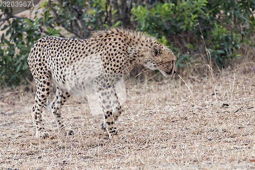 Image of cheetah