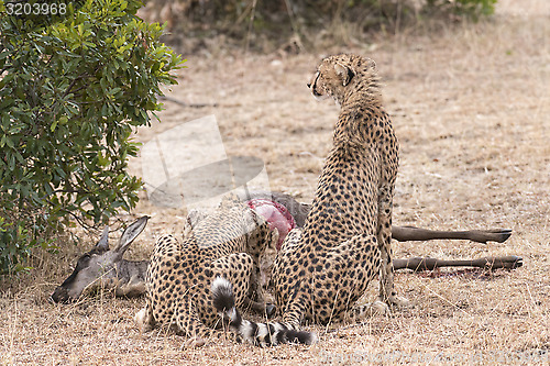 Image of cheetah