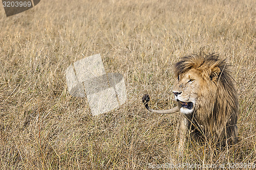 Image of East African Lion (Panthera leo nubica)