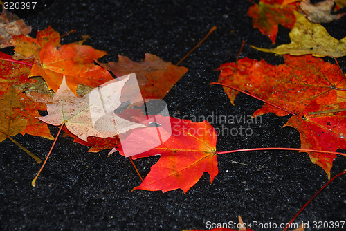 Image of Fall Foliage