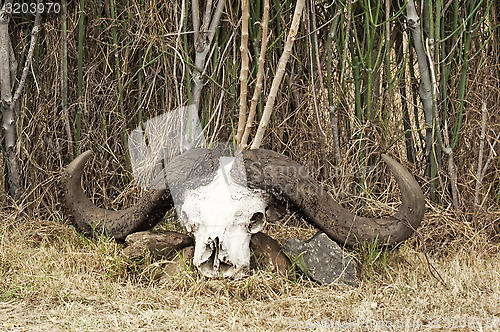 Image of Skull of African buffalo 