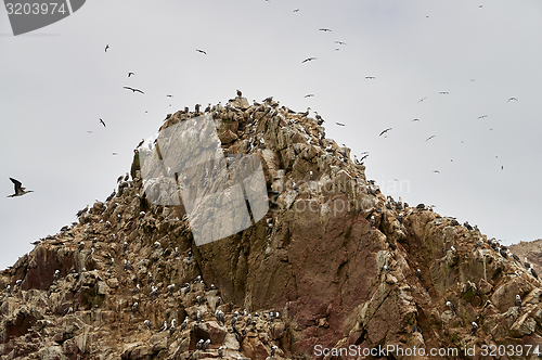 Image of Wild birds and seagull on ballestas island, Peru