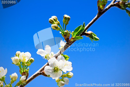 Image of Branch of blossoming cherry against the blue sky.