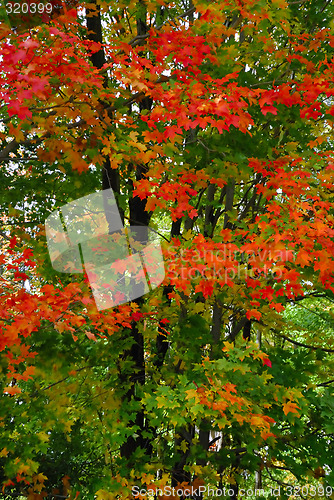 Image of Fall Foliage