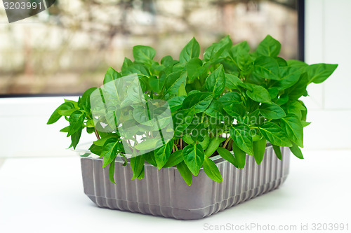 Image of Seedlings of sweet pepper in the container of land.