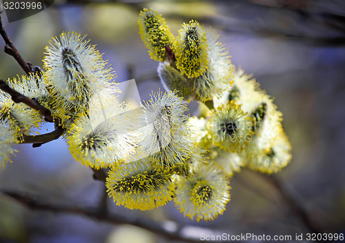 Image of Blossoming branches of a willow.