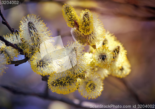 Image of Blossoming branches of a willow.