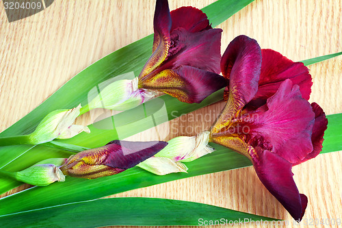 Image of Still life: flowering irises on the table surface.