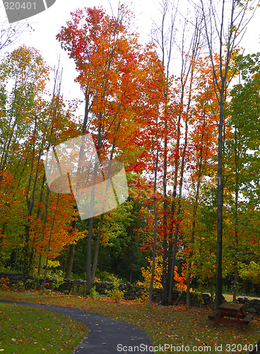 Image of Fall Foliage