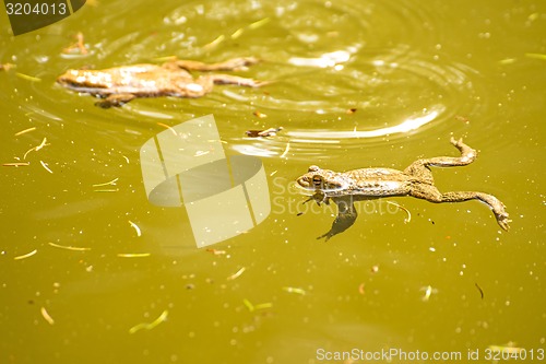 Image of Toads in a pond