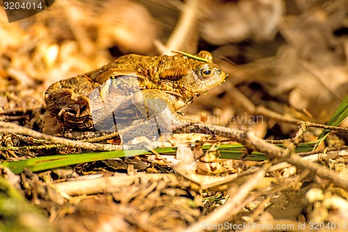 Image of Common toad