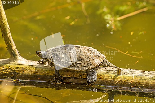 Image of Coastal Cooter during a sun bath at a German lake 