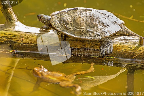 Image of Coastal Cooter and frog during a sun bath at a German lake 