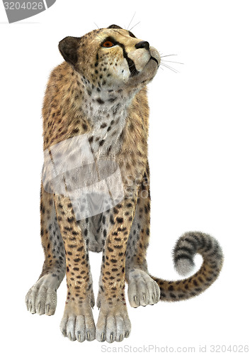 Image of Cheetah