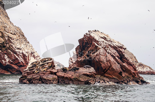 Image of sea lion on rocky formation Islas Ballestas, paracas