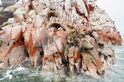 Image of sea lion on rocky formation Islas Ballestas, paracas
