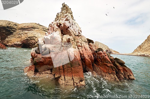 Image of sea lion on rocky formation Islas Ballestas, paracas