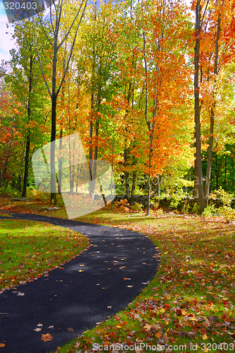 Image of Fall Foliage