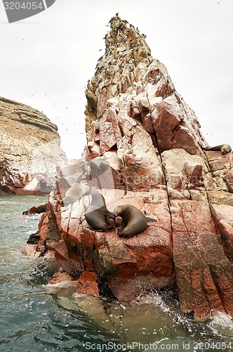 Image of sea lion on rocky formation Islas Ballestas, paracas