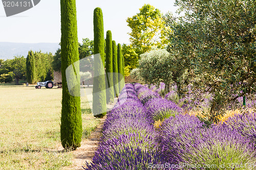 Image of Lavander field