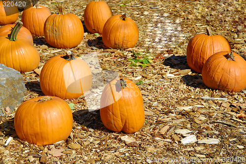 Image of Pumpkins