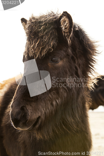 Image of Portrait of a young Icelandic foal with curly mane