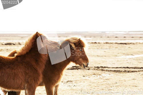 Image of Portrait of two brown Icelandic ponies