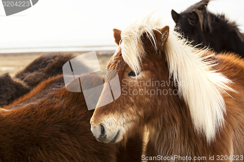 Image of Portrait of an Icelandic pony with blonde mane