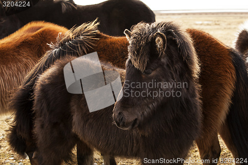 Image of Portrait of a young Icelandic foal with curly mane
