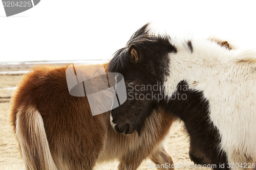 Image of Herd of Icelandic ponies 