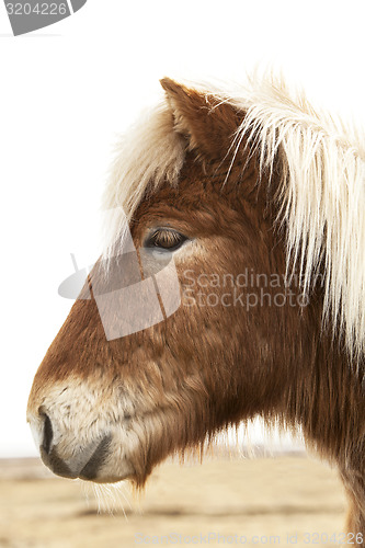 Image of Portrait of an Icelandic pony with blonde mane