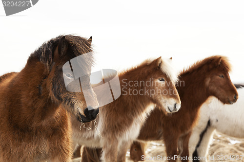 Image of Herd of Icelandic ponies 