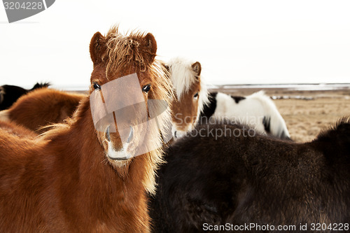 Image of Portrait of an Icelandic pony with a brown mane