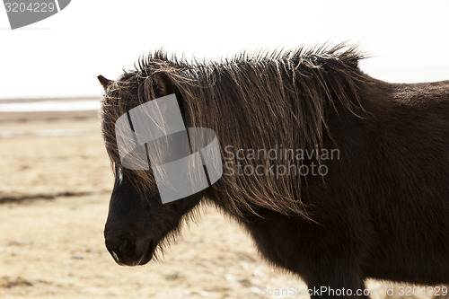 Image of Portrait of a black Icelandic pony 