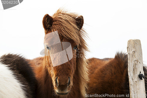 Image of Portrait of an Icelandic pony with a brown mane