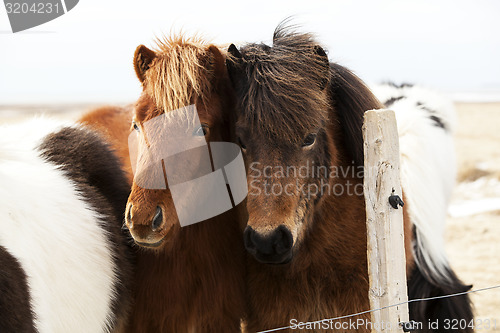 Image of Herd of Icelandic ponies 