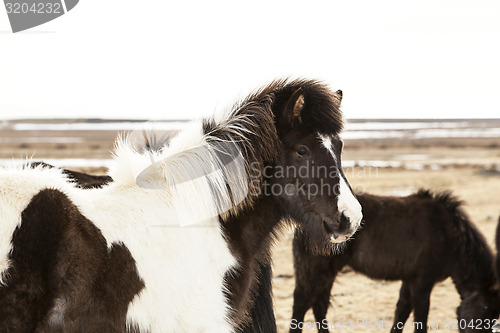 Image of Portrait of a black and white Icelandic pony