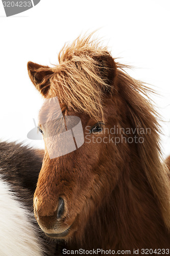 Image of Portrait of an Icelandic pony with a brown mane