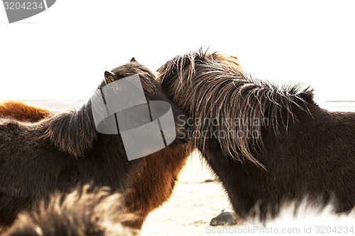 Image of Portrait of two dark Icelandic ponies