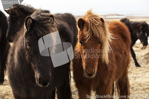 Image of Herd of Icelandic ponies 