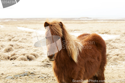 Image of Portrait of a brown Icelandic pony 