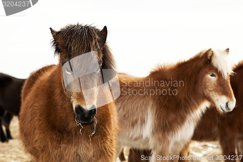 Image of Portrait of an Icelandic pony with a brown mane