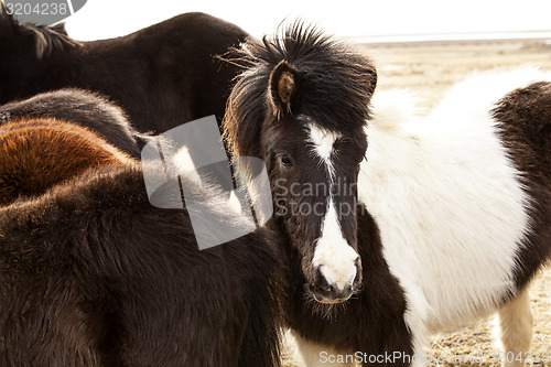 Image of Portrait of an Icelandic pony in a herd