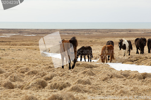 Image of Herd of Icelandic ponies 