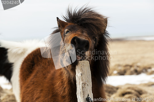 Image of Brown Icelandic horse scratches on the fence