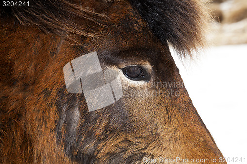 Image of Closeup of a brown Icelandic horse