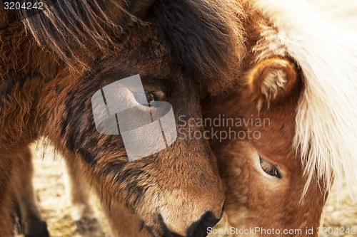 Image of Closeup of brown Icelandic ponies