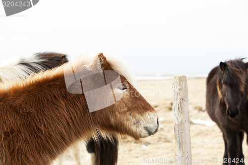 Image of Portrait of an Icelandic pony with blonde mane